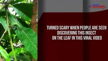 These insects on mango trees are almost impossible to spot in this viral video