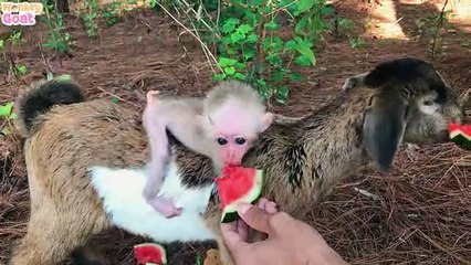Baby monkey and goat loves watermelon