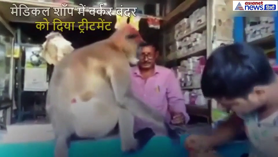 पैर में लग गई थी चोट, दवा लेने खुद मेडिकल शॉप पहुंचा बंदर