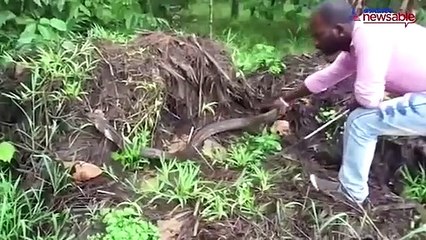 King Cobra captured in Chikmagalur