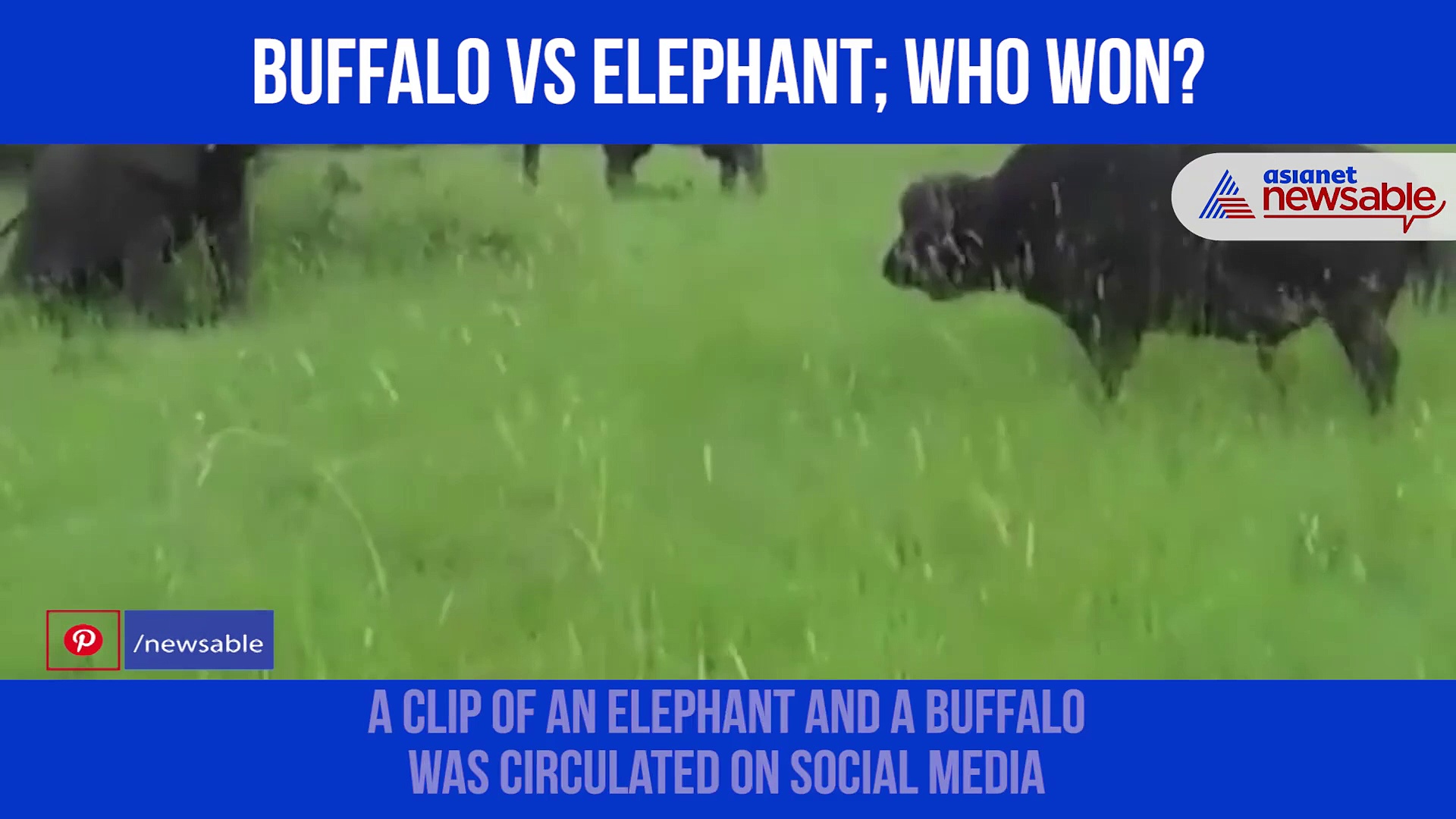 Watch: Buffalo chases elephant away