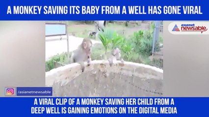 Monkey Saving Baby
