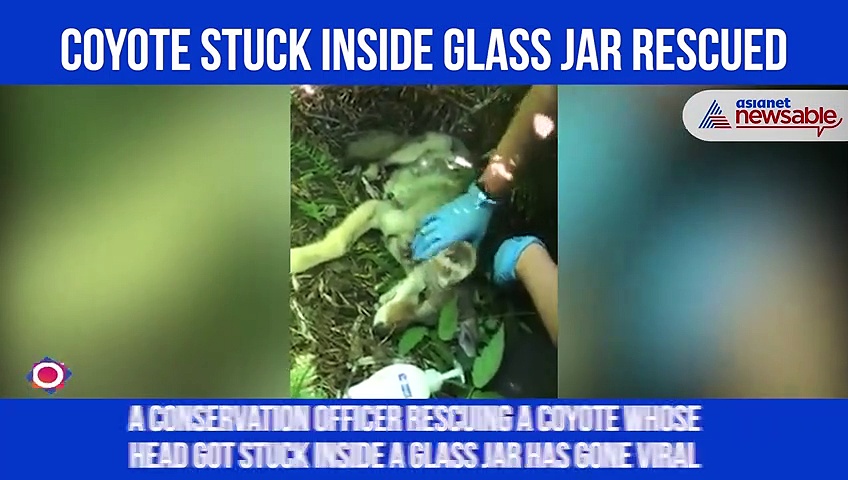 Coyote stuck inside glass jar rescued; video goes viral
