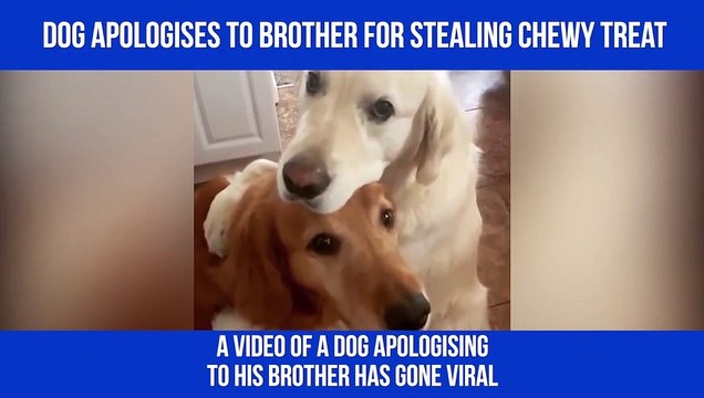 Dog apologises to brother