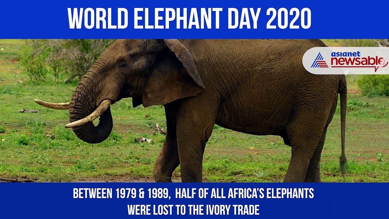 World Elephant Day 2020 | If this isn't reason enough to save the largest land mammals on Earth, then what is?