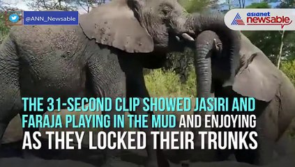 Orphaned elephant brothers