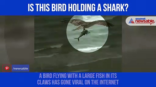 Watch: Bird carrying ‘shark-like’ creature over Myrtle Beach causes surprise