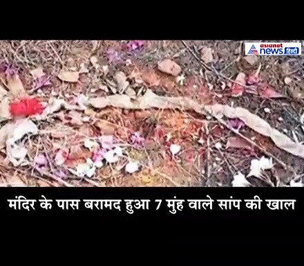 खेत में लोगों को दिखा 7 मुंह वाला सांप, शेषनाग मान  पूजा-आरती करने लगे लोग