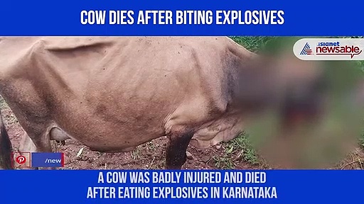 Karnataka: Cow dies after chewing explosives in Mysuru district