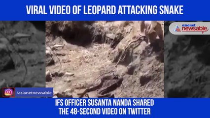 Leopard Attacking Snake