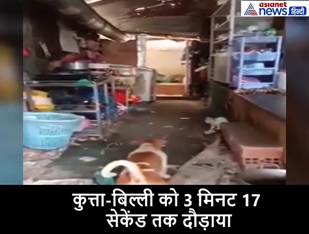 चूहे ने किया कुत्ते की नाक में दम, बिल्ली के छूटे पसीने, 3 मिनट तक दौड़ाया; देखें वीडियो