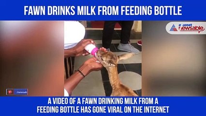 Fawn drinks milk