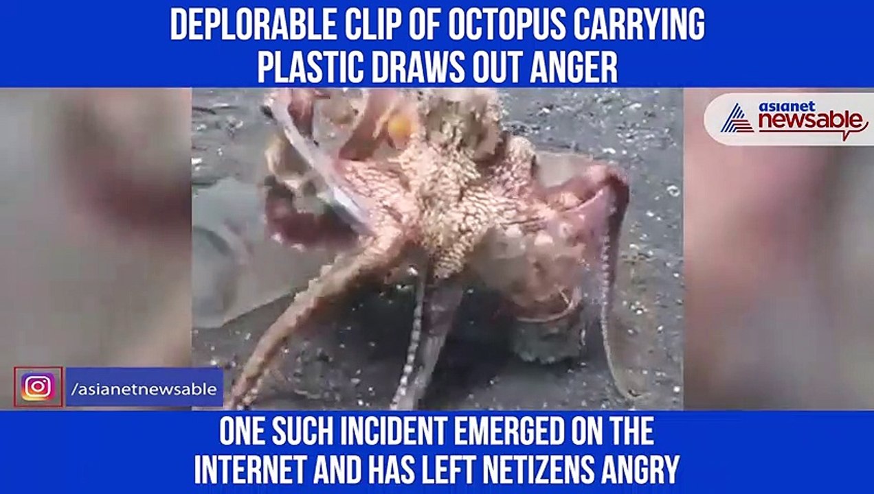 Octopus carrying plastic