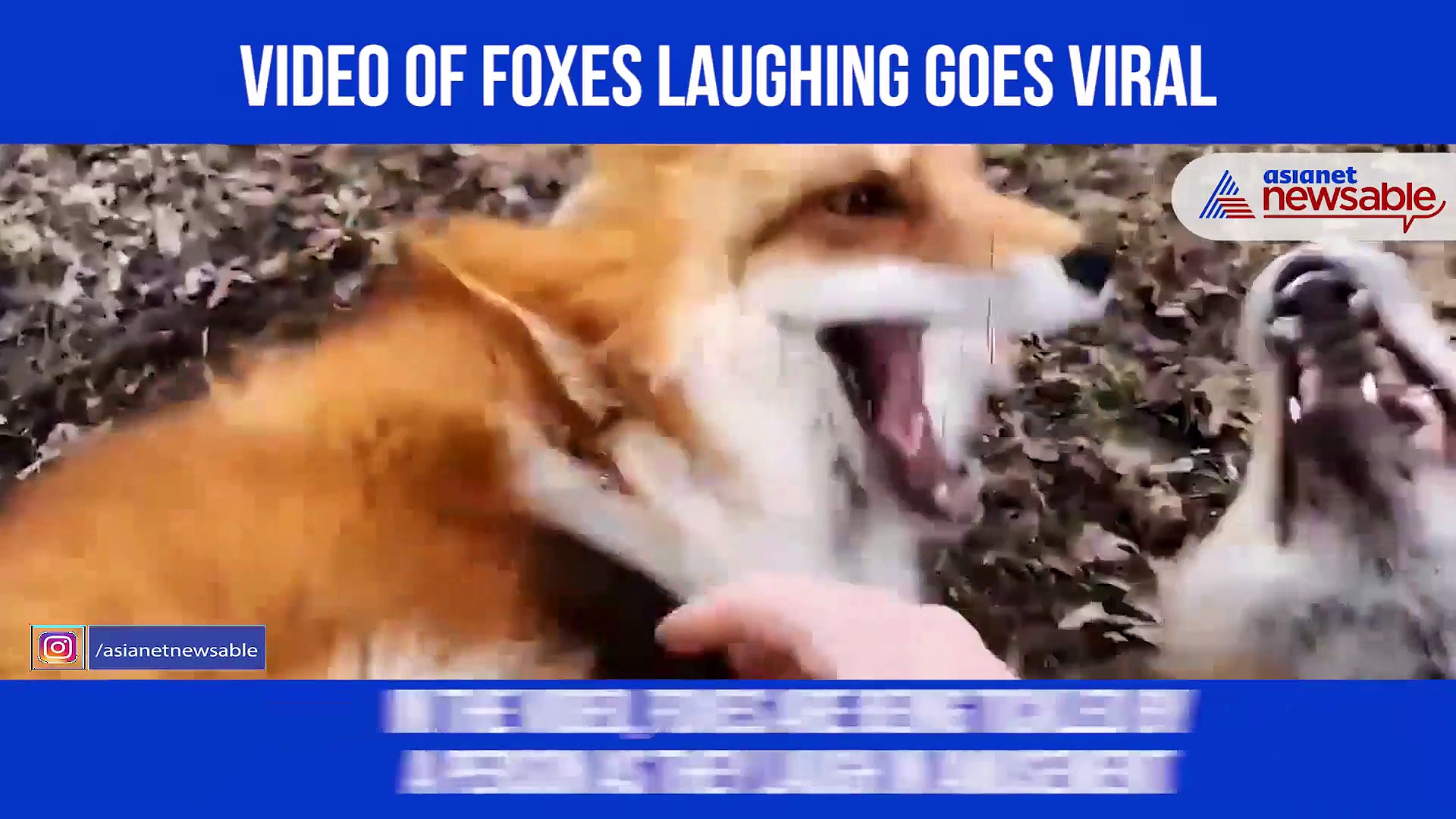 Have you ever seen foxes laughing? Watch this viral video