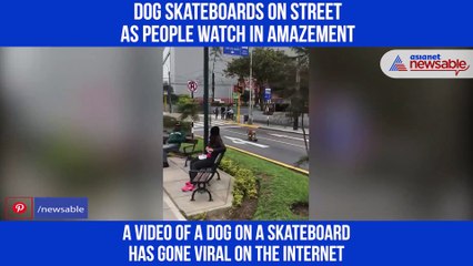 Dog skateboards on street