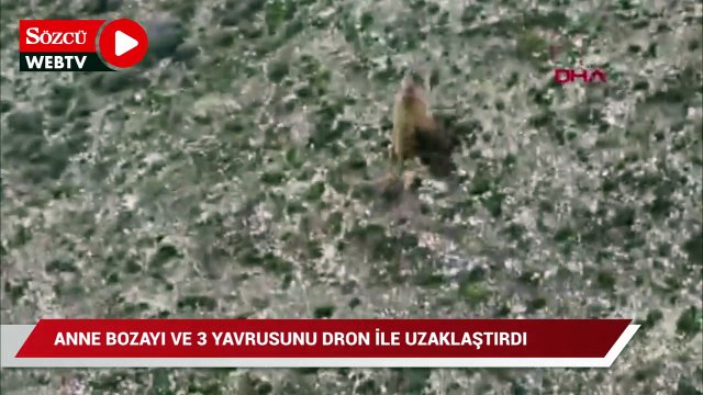 Anne bozayı ve 3 yavrusunu drone ile uzaklaştırdı