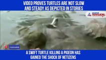 Turtle Kills Pigeon