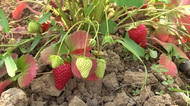 Elazığ'da yılın ilk örtü altı çilek hasadı başladı