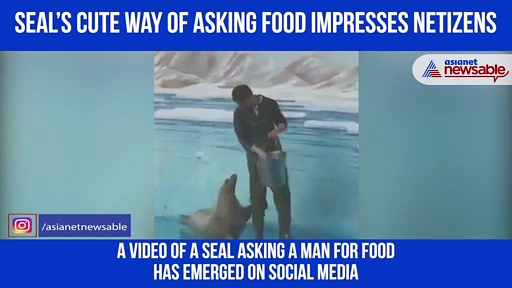 Watch: Seal asks man for food in adorable video