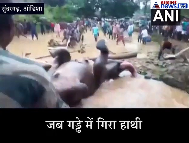 मस्ती करने का नतीजा, कीचड़ में फिसलते हुए सीधे गड्ढे में जा गिरा हाथी, देखें कैसे निकला