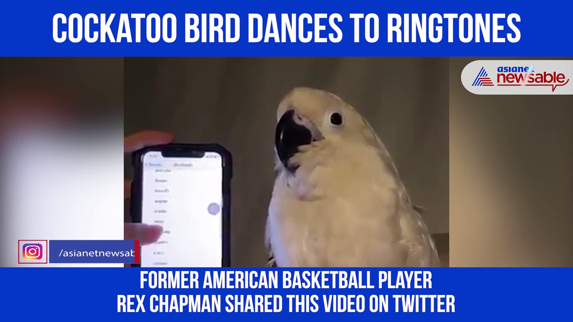 Viral video: Bird dances to mobile phone ringtones