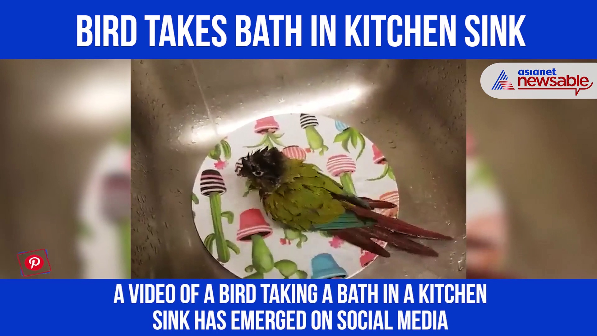 Watch: Bird takes bath in kitchen sink; video goes viral