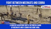 Meerkats and cobra