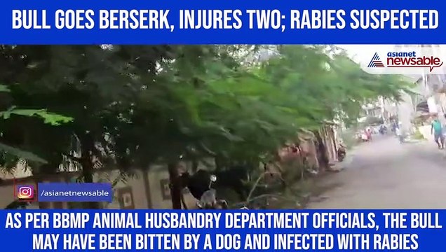 Karnataka: Stray bull creates panic, injures 2 people before dying