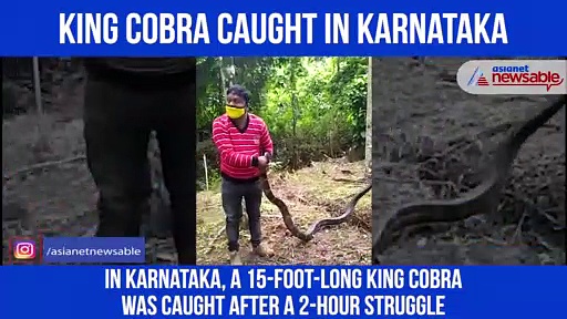 Karnataka: 15-foot-long King Cobra caught in CM Yediyurappa’s district