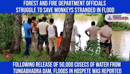 Karnataka rains: Forest and Fire department rescue 20 monkeys stranded in flood