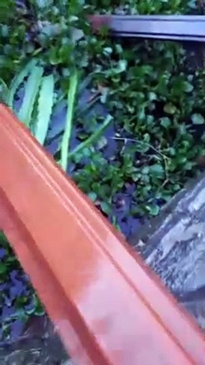 Cửa thép vân gỗ Koffmann chất lượng như thế nào!!
