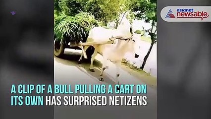 Bull pulling a cart