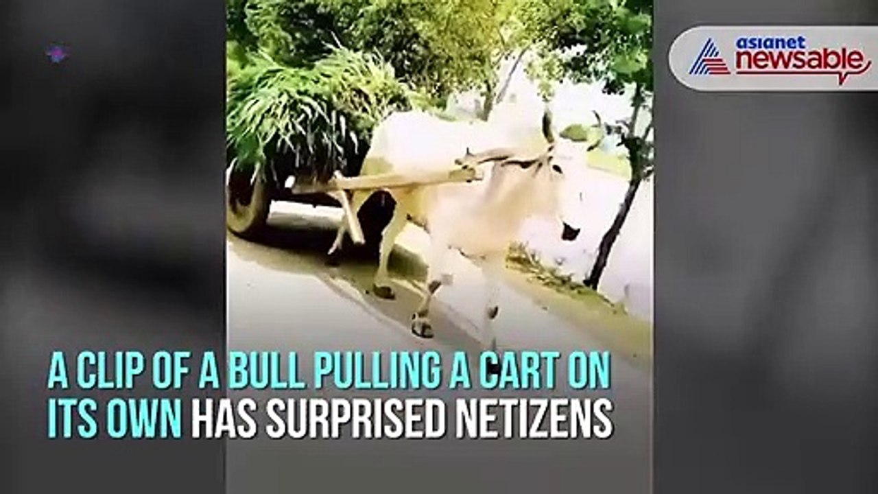 Bull pulling a cart