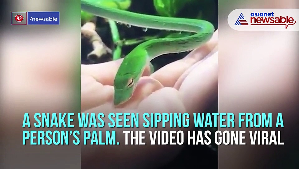 Viral video: Snake drinks water from person’s palm