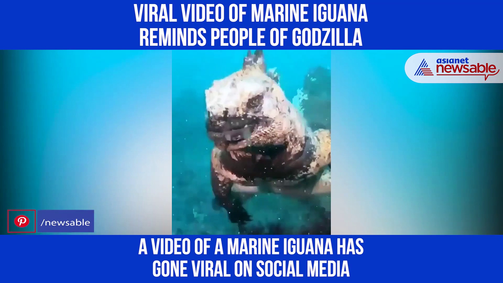 Watch: Marine iguana in water reminds people of Godzilla