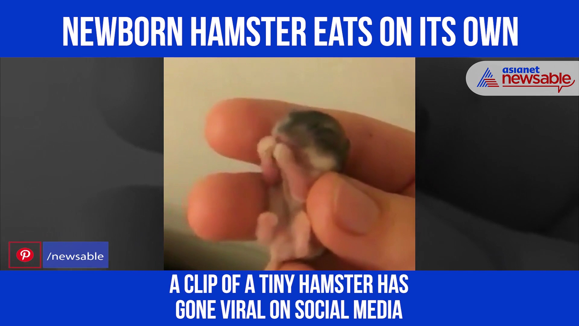 Video of tiny hamster eating on its own for first time goes viral