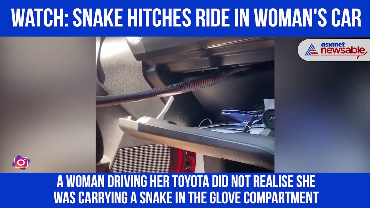 Snake hitches ride in glove box of car; video goes viral