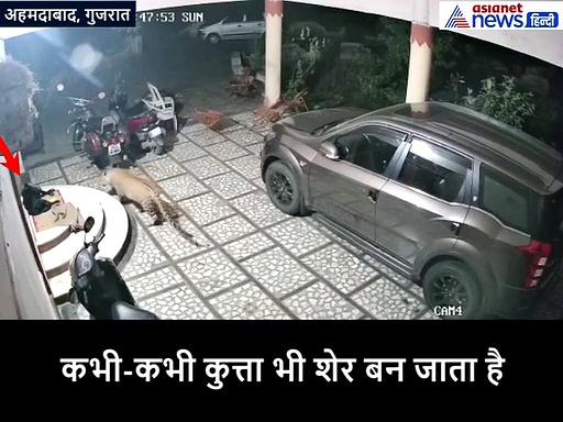 देखें शॉकिंग CCTV फुटेज: जब मौत देखकर कुत्ता भी बन गया 'शेर'
