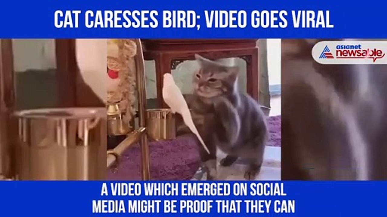 Cat caresses bird