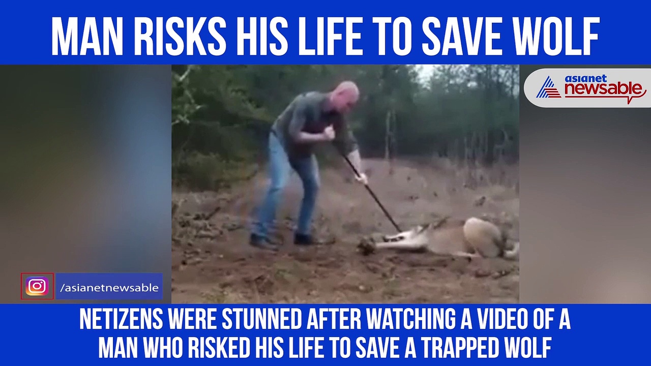 Man risks life to free wolf from incredible trap; video goes viral