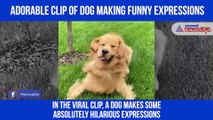 Dog making hilarious expressions