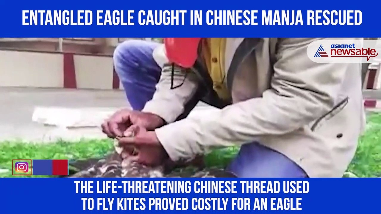 Eagle Rescued