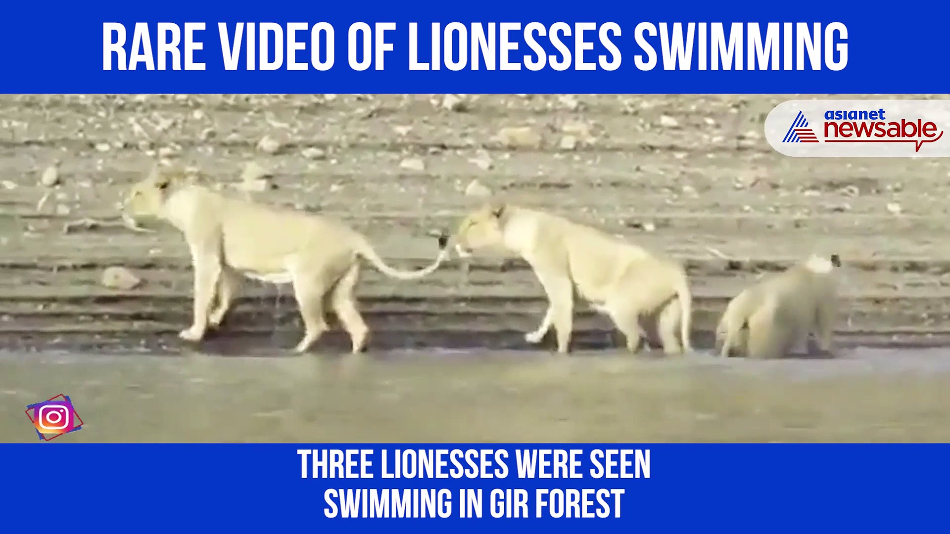 Watch: 3 lionesses swim in Gir forest; rare video goes viral