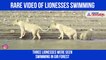 lionesses swimming in Gir