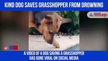 Dog Saves Grasshooper