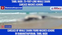 Carcass of 25-foot-long whale shark washed ashore in Tamil Nadu’s Ramanathapuram