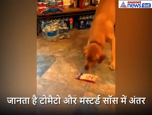 सैंडविच बनाने में एक्सपर्ट है ये कुत्ता,  बीयर भी करता है सर्व