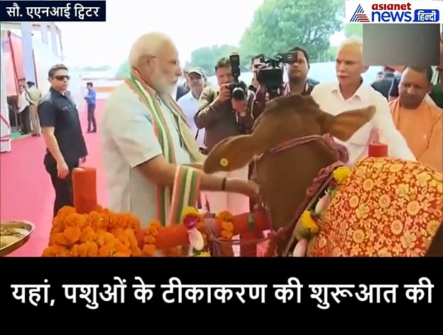 VIDEO: मथुरा में गाय के बछड़े के साथ खेलते नजर आए मोदी