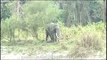 Lone tusker calms snaps a tree, relieves an itch against it, walks to water hole for a drink