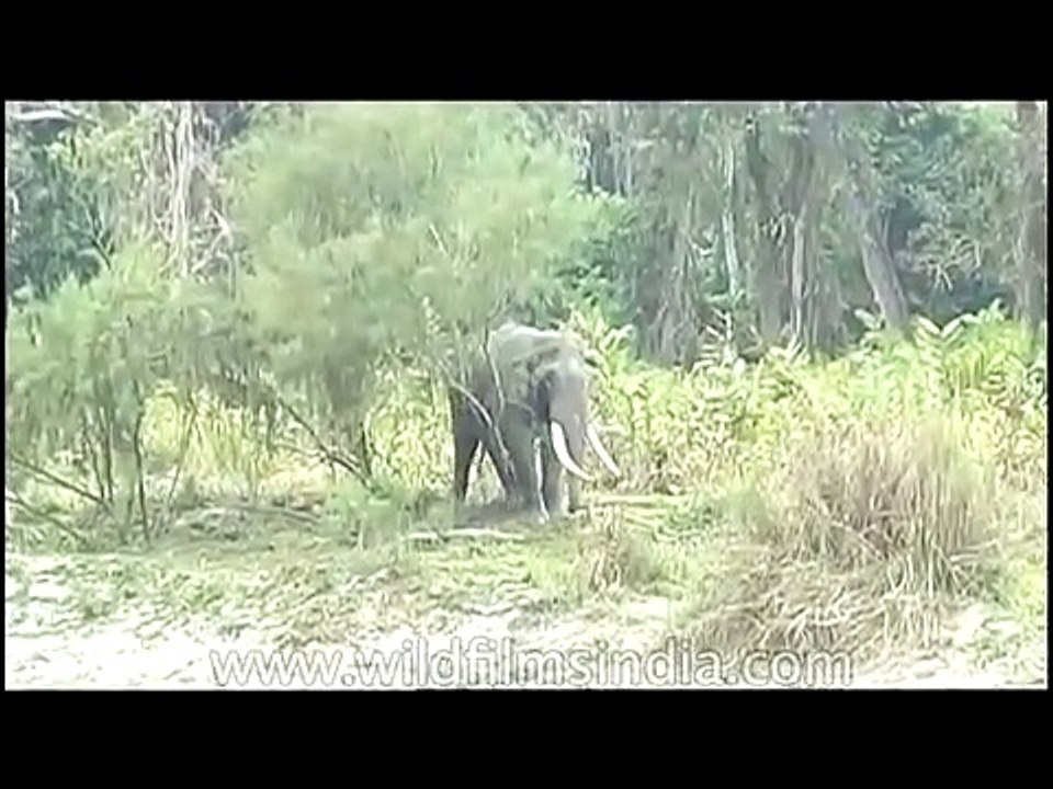 Lone tusker calms snaps a tree, relieves an itch against it, walks to water hole for a drink